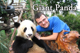 Giant Panda Tour