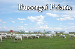 Ruoergai Prairie Tour