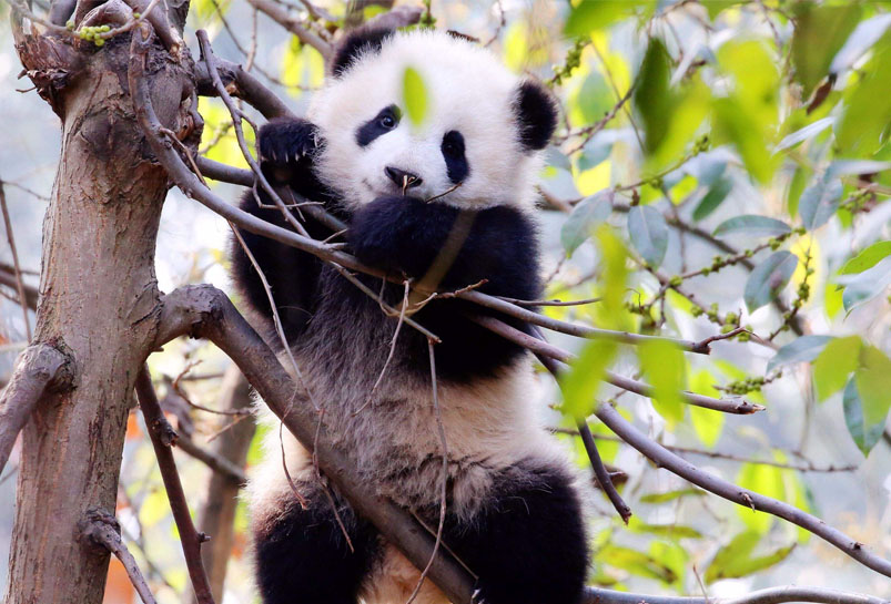 Chengdu Giant Panda Base