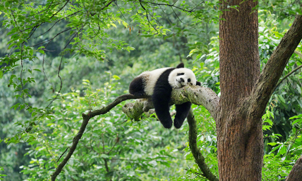 Giant panda at Bifengxia Panda Base in Ya'an Sichuan