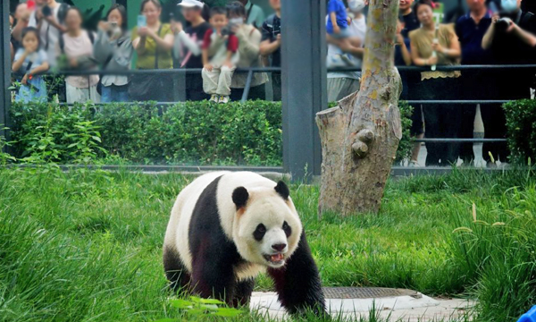 Giant panda at the Giant Panda House in Beijing Zoo