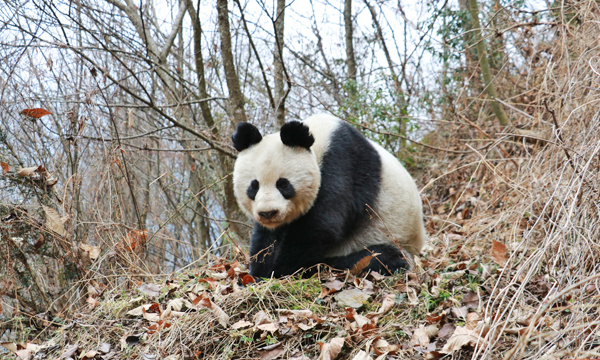 Wild giant panda in its natural habitat in China