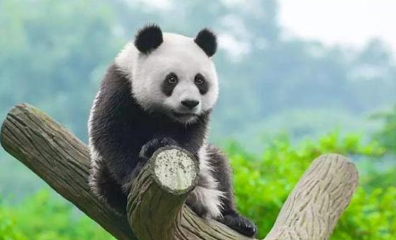 2 Days Dujiangyan Panda Tour