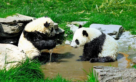 5 Days Panda Volunteer Tour at Bifengxia Panda Base