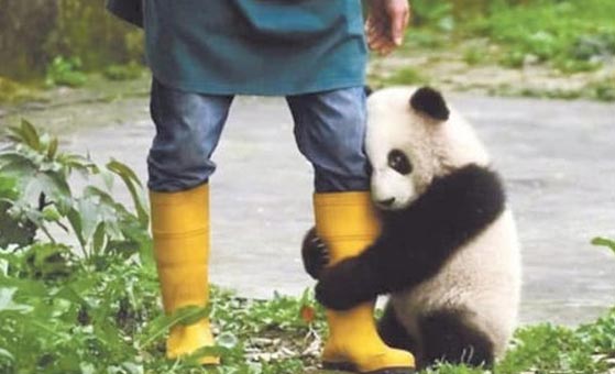 1 Day Chengdu Wolong Panda Holding Tour