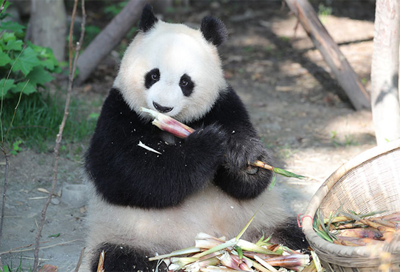 Dujiangyan Panda Base