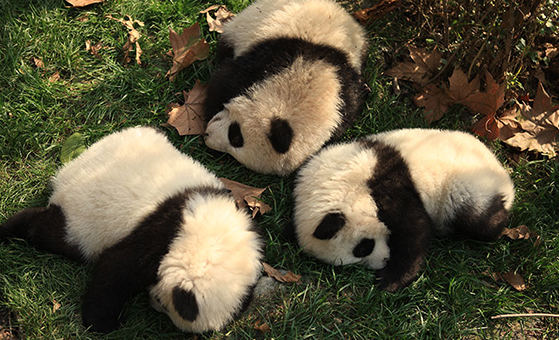 Half-day Chengdu Panda Breeding Center Tour