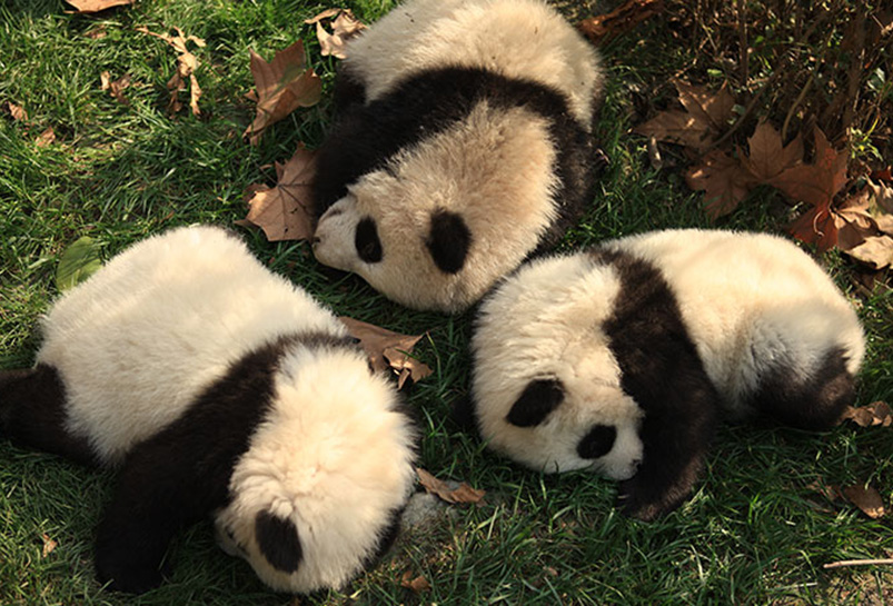 See the Cute Pandas in Chengdu Panda Base