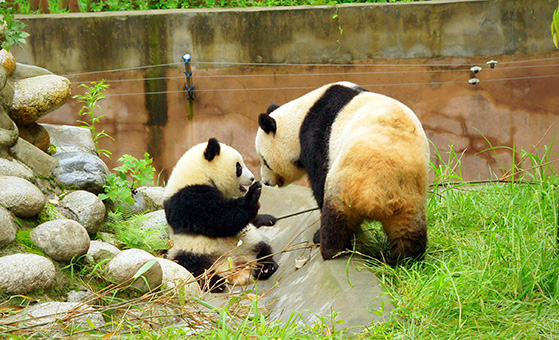4 Days Chengdu Panda and Dujiangyan Volunteer Tour