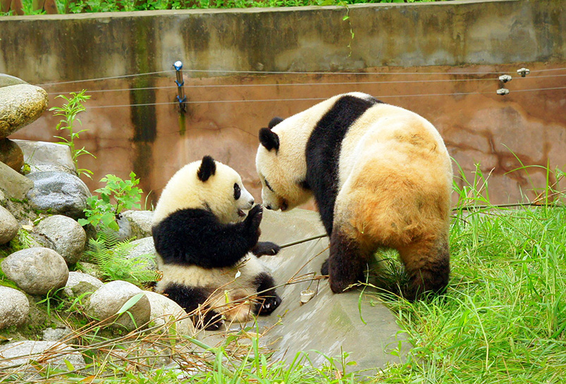 Chengdu Panda Base