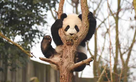 14 Days Chengdu Jiuzhaigou Huanglong Daocheng Yading Zhangjiajie Flight Tour