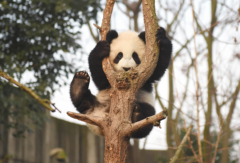 Panda at Panda Base