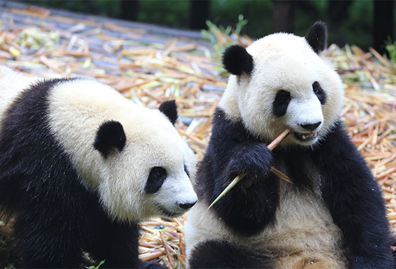 Pandas