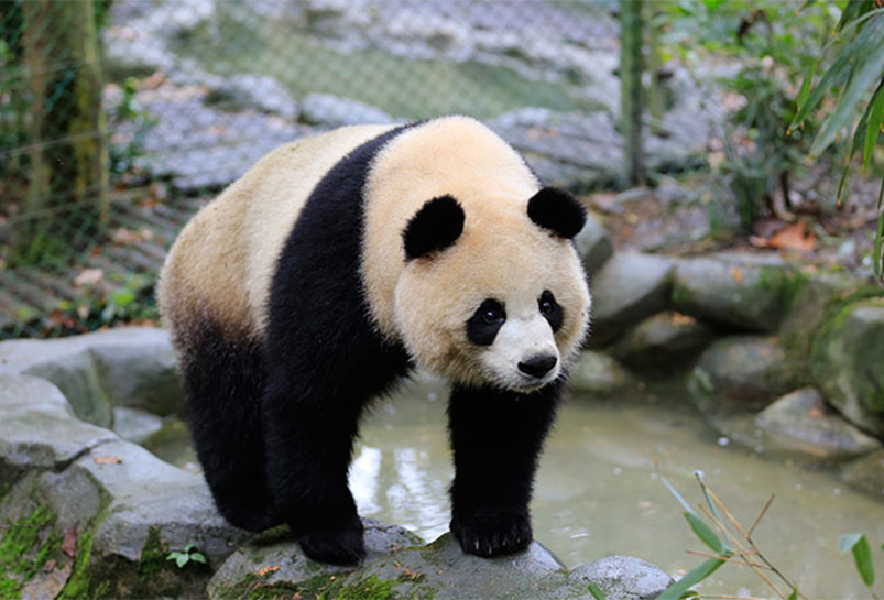Giant Panda
