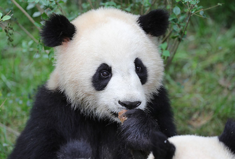 Chengdu Panda Base
