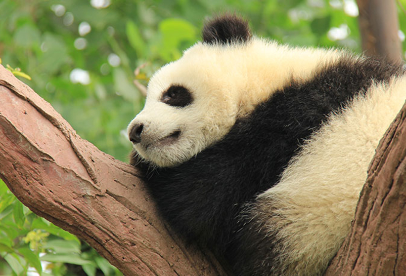 Pandas