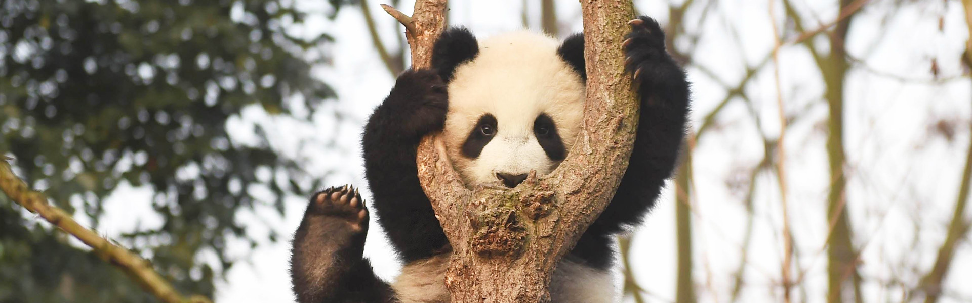 Giant Panda Tour