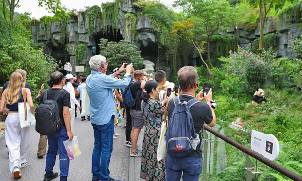 Visitors watching giant pandas at Dujiangyan Panda Base