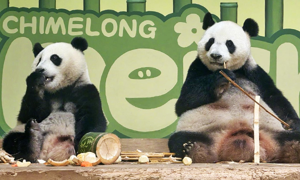 Giant pandas at Chimelong Safari Park in Guangzhou