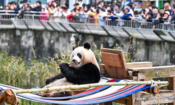 Giant panda at Chongqing Zoo