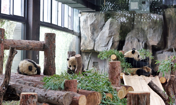 Giant pandas at Shanghai Wild Animal Park