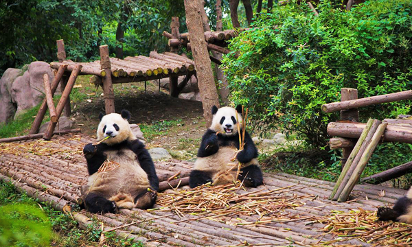 Giant pandas eating bamboo at Chengdu Panda Base