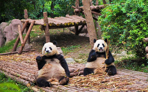 Where to See Pandas in China? 8 Best Places to See Giant Pandas