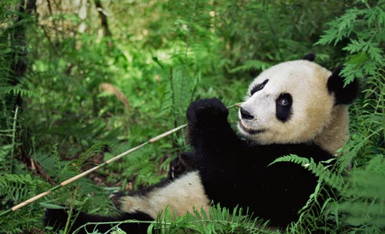2 Days Shenshuping Panda Volunteer & Dujiangyan Tour