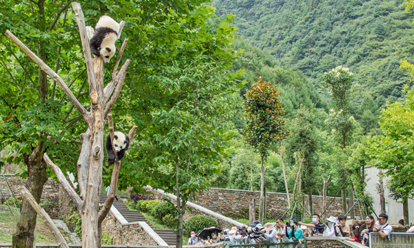 Giant pandas at Wolong Shenshuping Panda Base in Sichuan