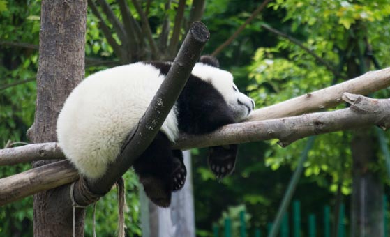 1 Day Wolong Panda Base Volunteer Tour