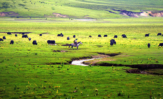 8 Days Malaysia Chengdu Songpan Jiuzhaigou Ruoergai Hongyuan Overland Tour