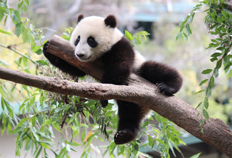 Chengdu Giant Panda Base