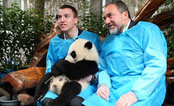 6-day Shanghai paper-cut factory and Chengdu Panda tour