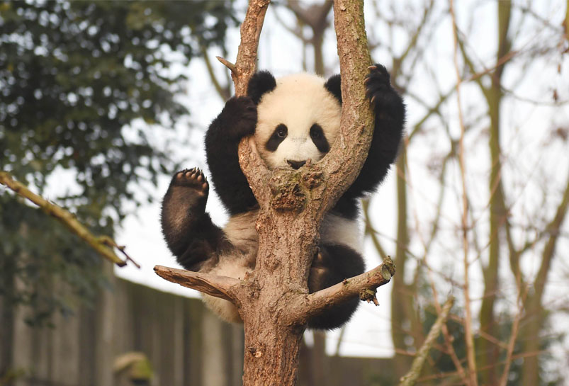 Chengdu Giant Panda Base
