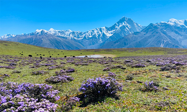 Flower fields and snow mountains in western Sichuan