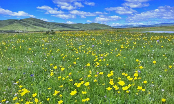 wildflowers across Ruo'ergai Grassland in summer