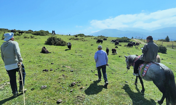 Half-day horse trekking near Songpan Ancient Town
