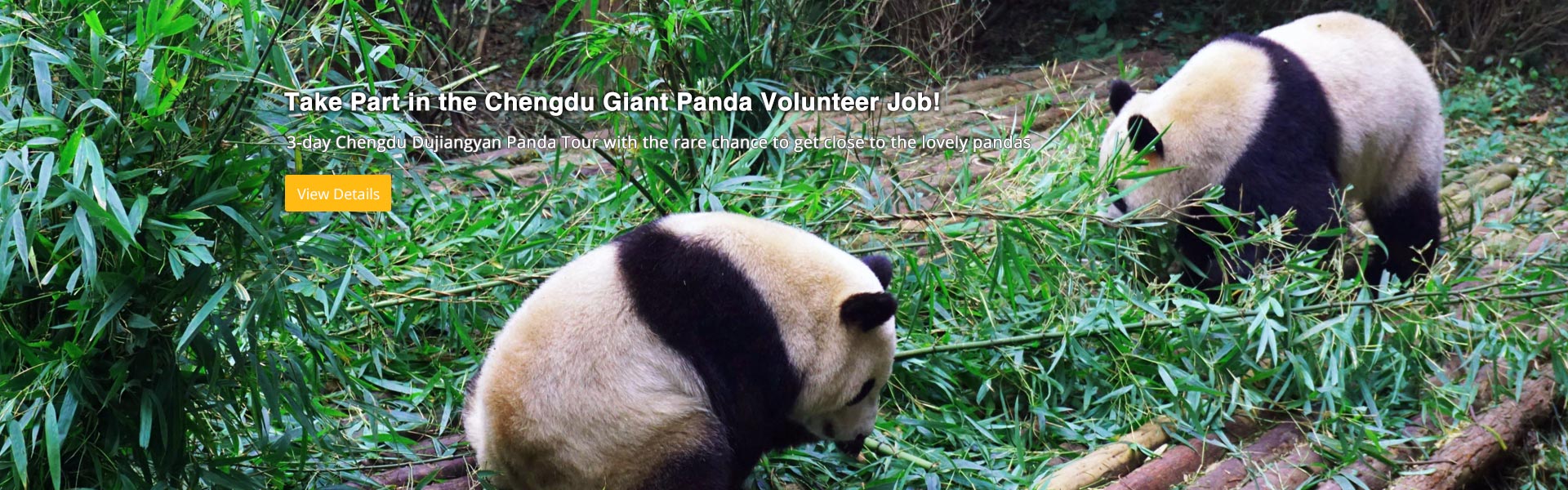 Best Giant Panda Volunteer Job Experience