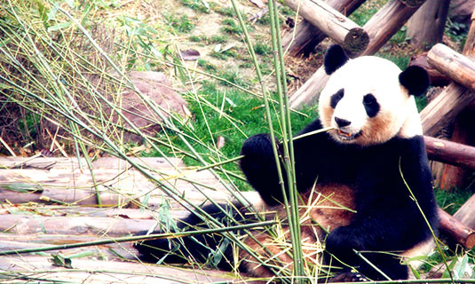 Giant Panda Breeding Research Base