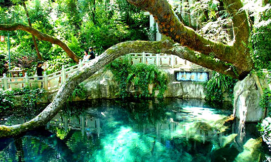 Butterfly Spring