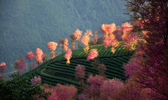 Dali Spring