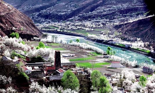 The Pear Flowers of Beauty Valley