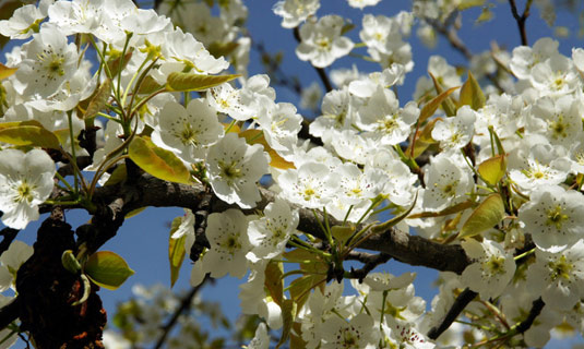 The Pear Flowers of Danba in March