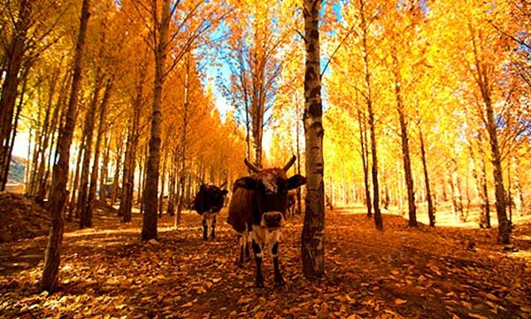 Daocheng Yading Autumn