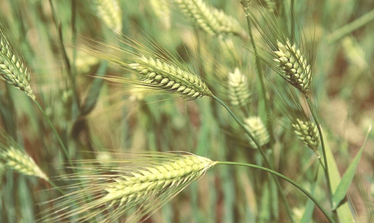 Highland Barley