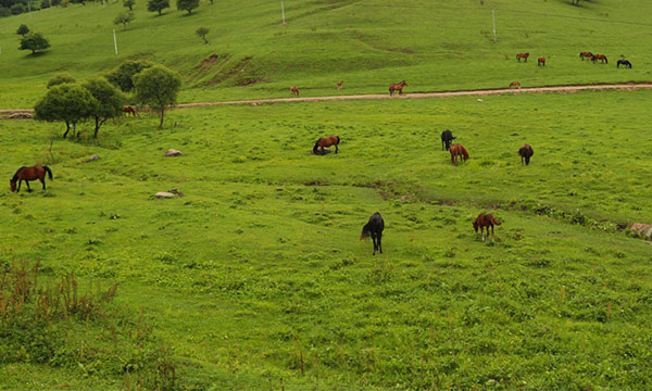 Quli Pasture