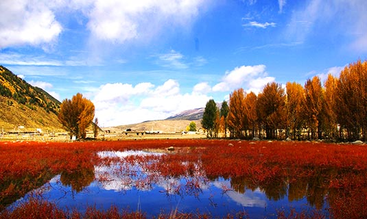 Red Grass Field