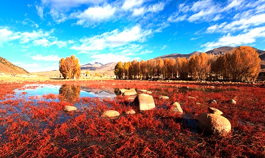 The Red Grass Field