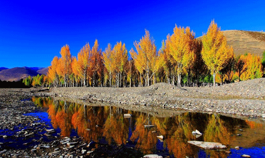 Populus Woods