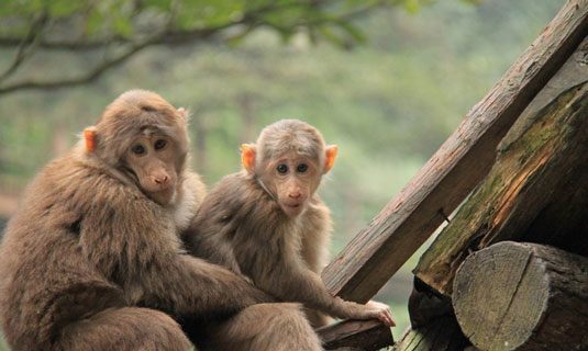 Emeishan Monkeys